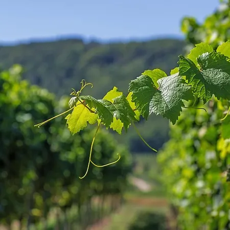 Casa de Férias Scheer *