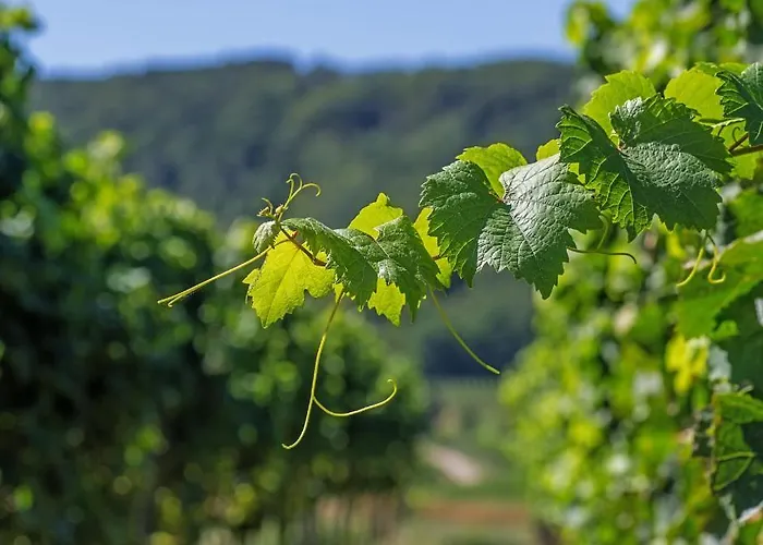 Dom wakacyjny Scheer *